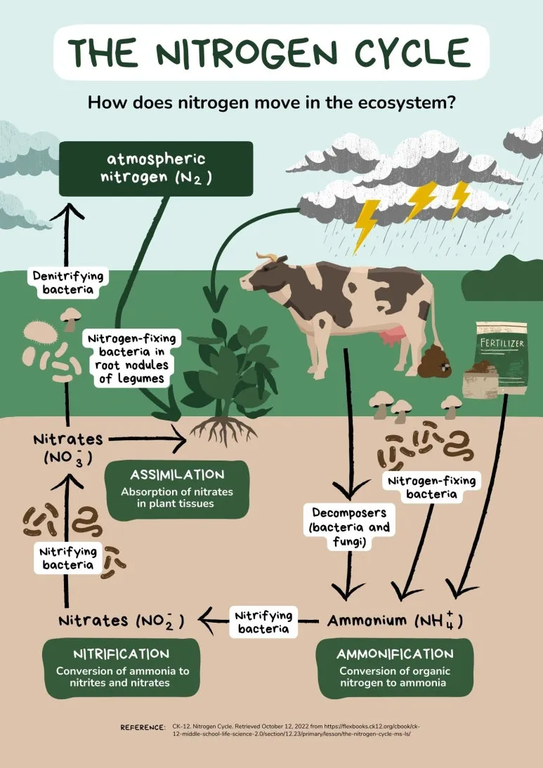 The_Nitrogen_Cycle_Science_Poster_in_Green_Brown_Flat_Graphic_Style.jpg?type=w773