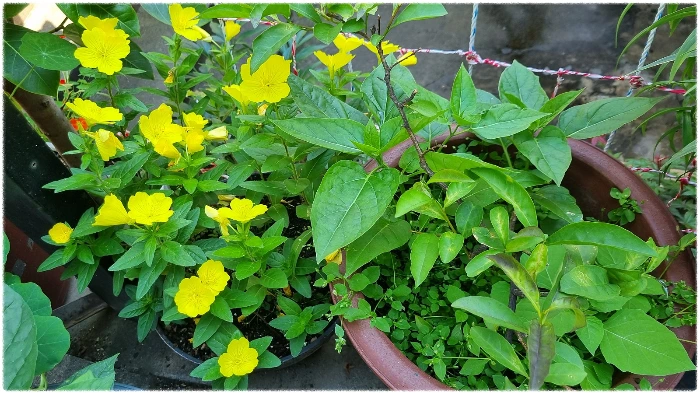 KakaoTalk_20240604_081310440.jpg?type=w1600