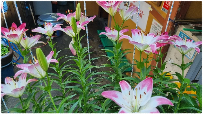 KakaoTalk_20240604_081322461.jpg?type=w1600