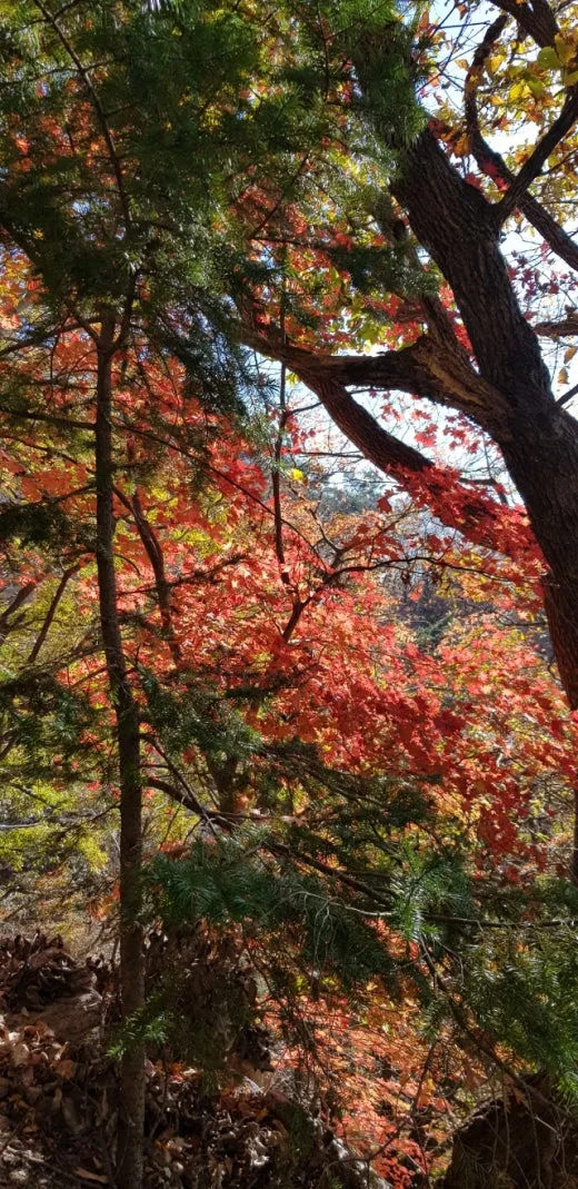 f_13aUd018svc4ht4rlo9c4m9_e5tzrr.jpg?type=w520