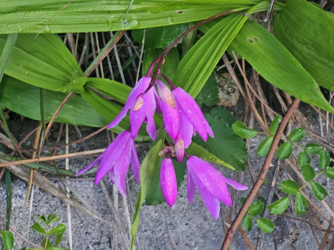 g_c3eUd018svc3tjlopqsb3go_1tend1.jpg?type=e1920_std