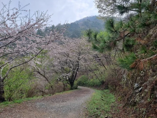 h_c6eUd018svc12gig2re5wwn8_e5tzrr.jpg?type=w520