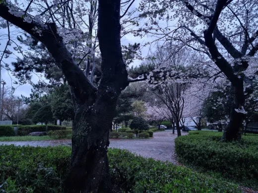 h_36eUd018svc12wfefruoal20_e5tzrr.jpg?type=w520