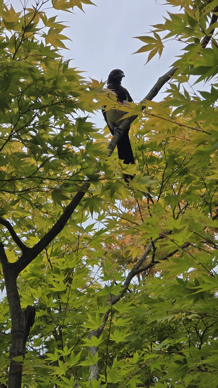 8. 라한호텔셀렉트, 경주숙소추천, 경주호텔추천, 경주여행숙소, 라한호텔수영장, 라한호텔조식oTalk_Photo_2024-10-09-23-13-07 001.jpeg