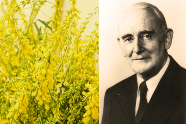 SWEET_CLOVER.png?type=w1