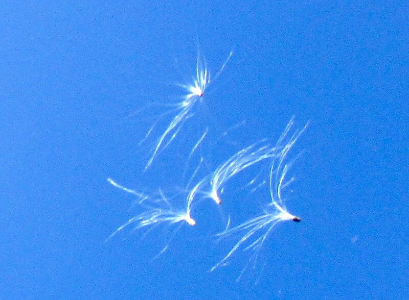 27750f1131a381e2e713fc7967e0b9e25634e7a5