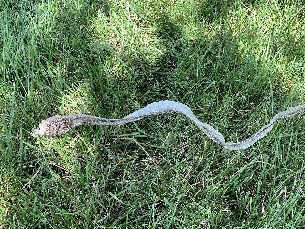 9e6c8c801bf41d71b3ac2a854161db45d298a95d