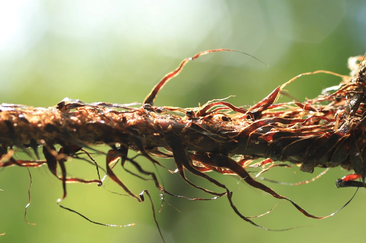 img.jpg?credential=yqXZFxpELC7KVnFOS48ylbz2pIh7yKj8&expires=1759244399&allow_ip=&allow_referer=&signature=d8L1ABC7LQ%2FgozwIXADqTSKryNo%3D