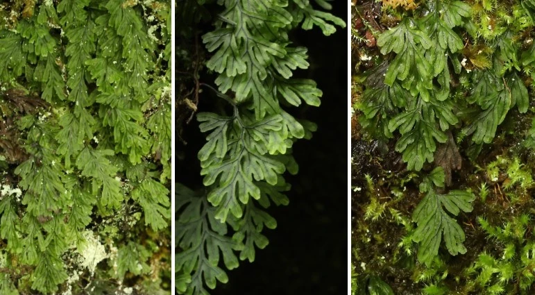 img.jpg?credential=yqXZFxpELC7KVnFOS48ylbz2pIh7yKj8&expires=1750737599&allow_ip=&allow_referer=&signature=MN%2F0gsOe1gC2oaLp8cu%2B0GnpOoA%3D