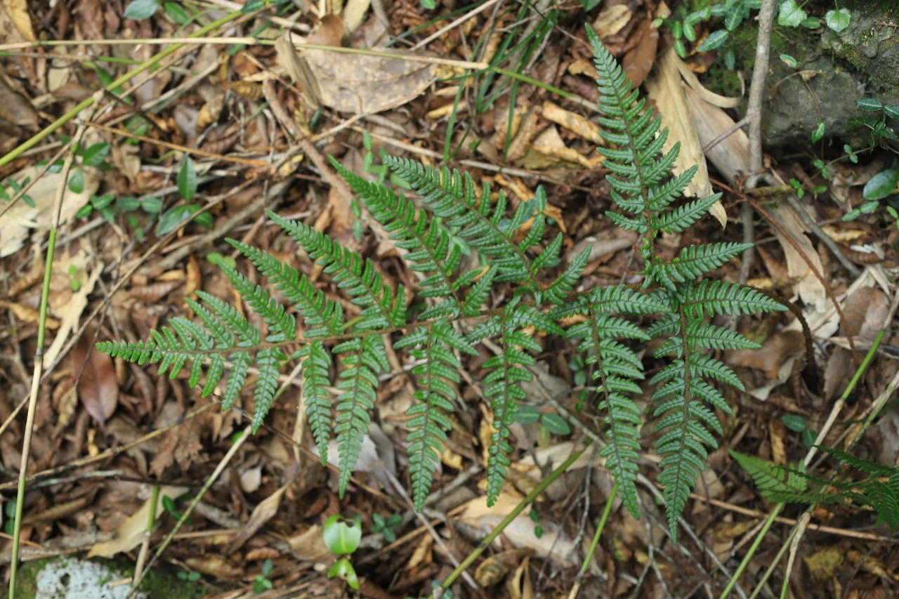 img.jpg?credential=yqXZFxpELC7KVnFOS48ylbz2pIh7yKj8&expires=1759244399&allow_ip=&allow_referer=&signature=UUc0U%2B%2FtspATjm7nSyKcTHtJvMc%3D