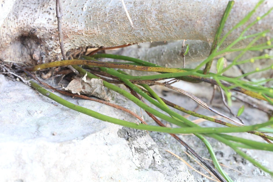 img.jpg?credential=yqXZFxpELC7KVnFOS48ylbz2pIh7yKj8&expires=1753973999&allow_ip=&allow_referer=&signature=XVw9W%2Blk%2BsExMUcIab5oe2Ym960%3D