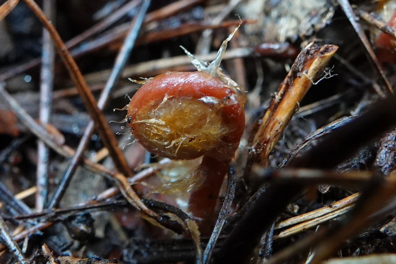 img.jpg?credential=yqXZFxpELC7KVnFOS48ylbz2pIh7yKj8&expires=1767193199&allow_ip=&allow_referer=&signature=TjbFc4%2Fs7lM%2BhLpDZV3kXbKoKdg%3D