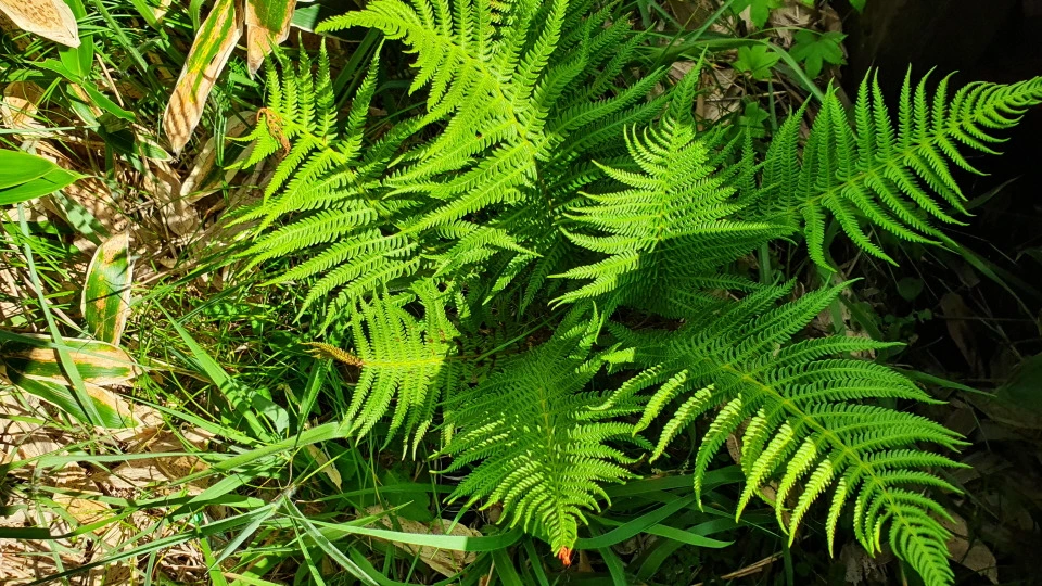 img.jpg?credential=yqXZFxpELC7KVnFOS48ylbz2pIh7yKj8&expires=1764514799&allow_ip=&allow_referer=&signature=PSGYkQCdMi7AesO1YFFDtEYZEHs%3D