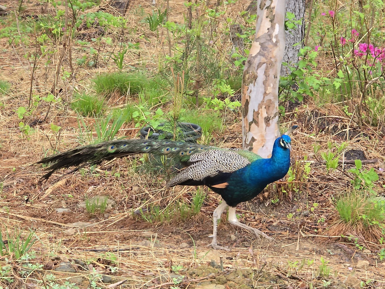 img.jpg?credential=yqXZFxpELC7KVnFOS48ylbz2pIh7yKj8&expires=1767193199&allow_ip=&allow_referer=&signature=zp4U%2FGIP7%2BCfnxdkmYctHySsxtM%3D