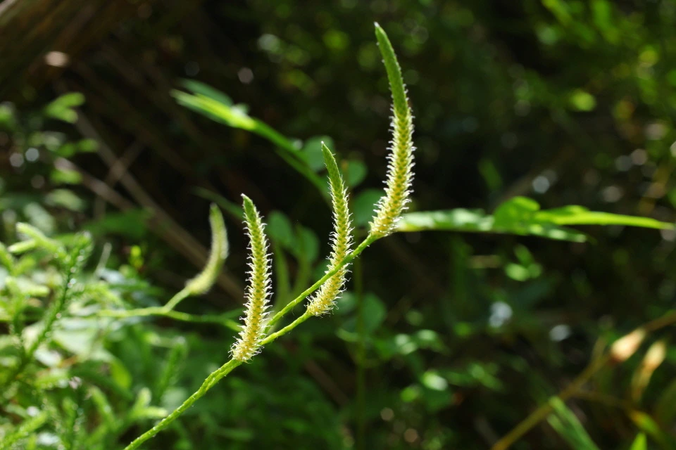 img.jpg?credential=yqXZFxpELC7KVnFOS48ylbz2pIh7yKj8&expires=1759244399&allow_ip=&allow_referer=&signature=XMuFblOL%2FI02%2BI4mgvOWr0vULnY%3D