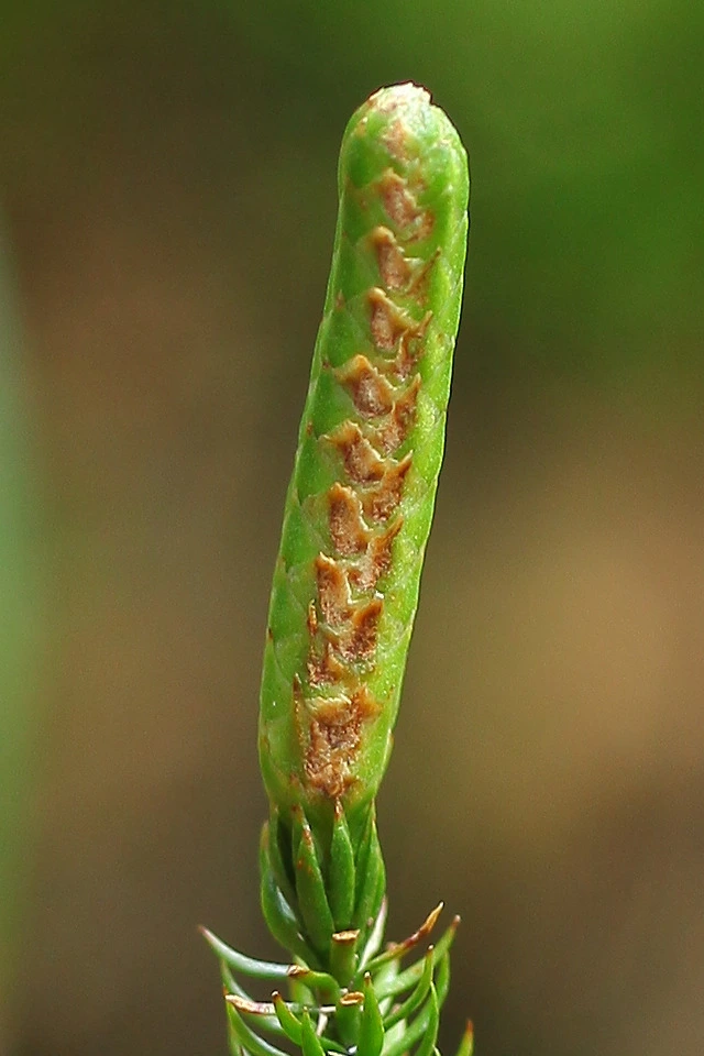 img.jpg?credential=yqXZFxpELC7KVnFOS48ylbz2pIh7yKj8&expires=1761922799&allow_ip=&allow_referer=&signature=3qqL7Hlq0rJWj4YoTRaCIwR1s3M%3D