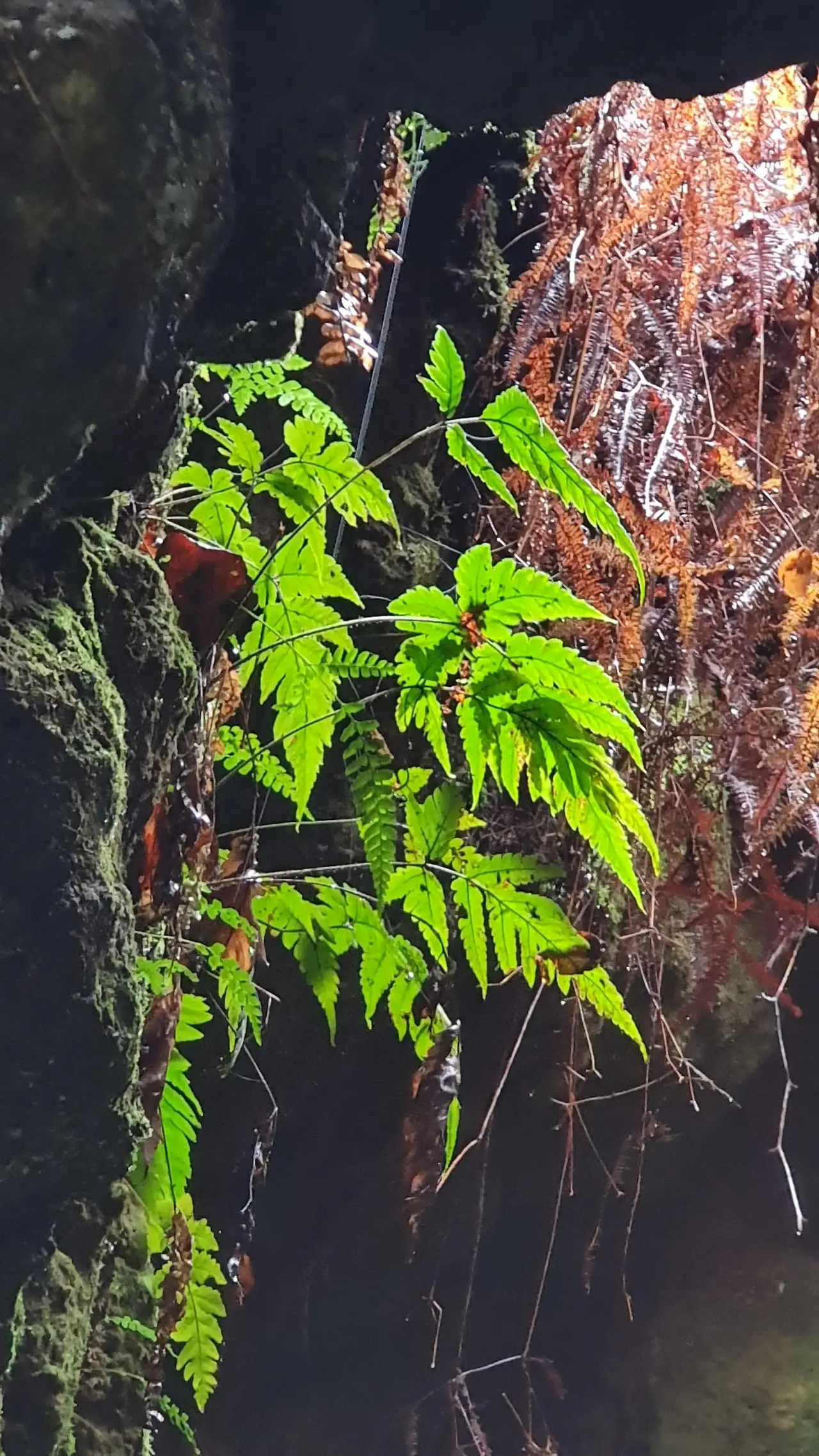 img.jpg?credential=yqXZFxpELC7KVnFOS48ylbz2pIh7yKj8&expires=1750737599&allow_ip=&allow_referer=&signature=0pgzPIIZIFIaBMFoZK85eHoRmOU%3D