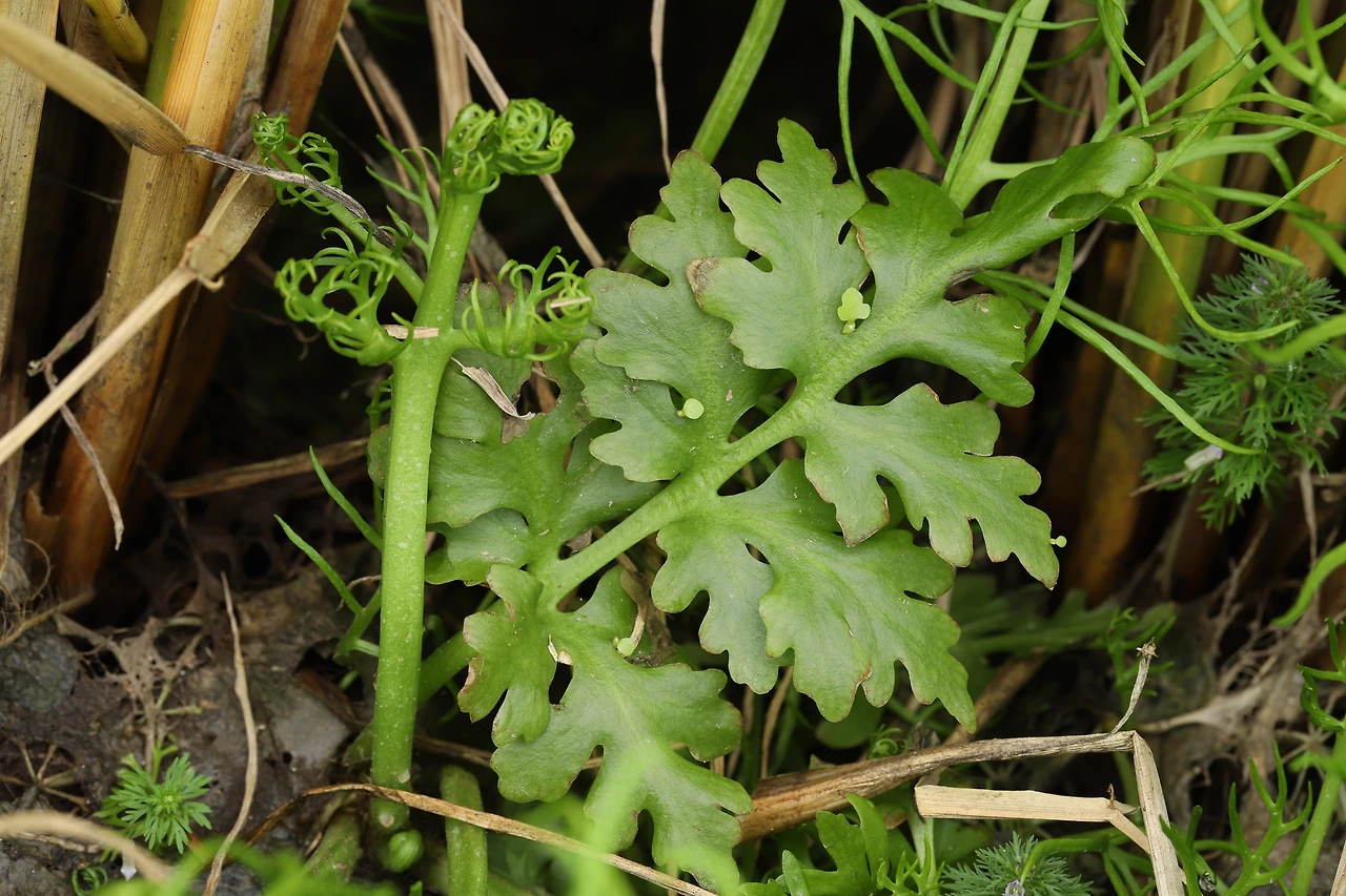 img.jpg?credential=yqXZFxpELC7KVnFOS48ylbz2pIh7yKj8&expires=1764514799&allow_ip=&allow_referer=&signature=1HrmaZtii8C0cyMzdClOZCO7h9k%3D