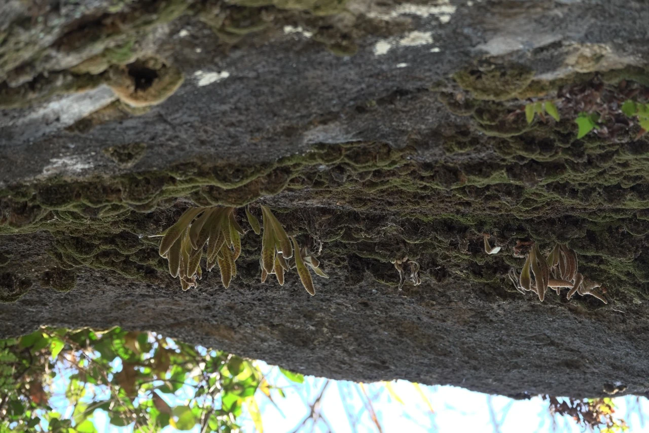 img.jpg?credential=yqXZFxpELC7KVnFOS48ylbz2pIh7yKj8&expires=1753973999&allow_ip=&allow_referer=&signature=qxpbPZ9yRnFSerb%2FElanNWQH6qQ%3D