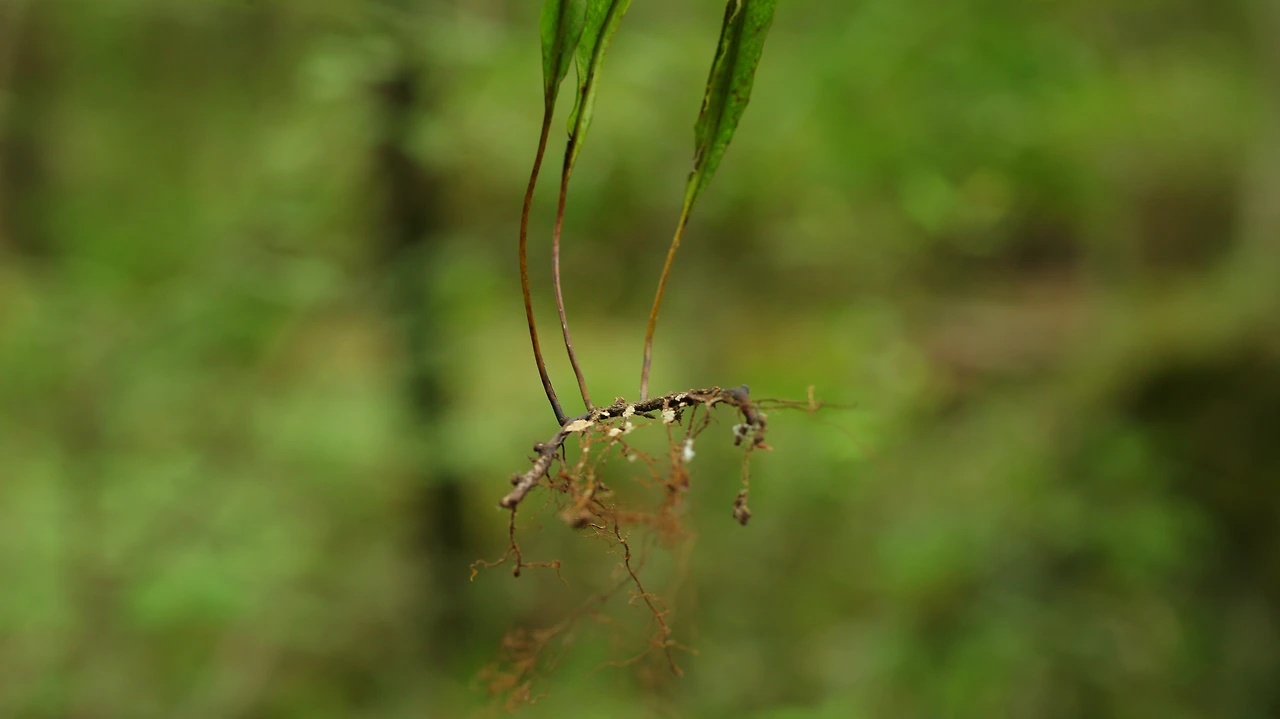 img.png?credential=yqXZFxpELC7KVnFOS48ylbz2pIh7yKj8&expires=1764514799&allow_ip=&allow_referer=&signature=lRhGNC9ThiULs59TpTQyE1p2D3Q%3D