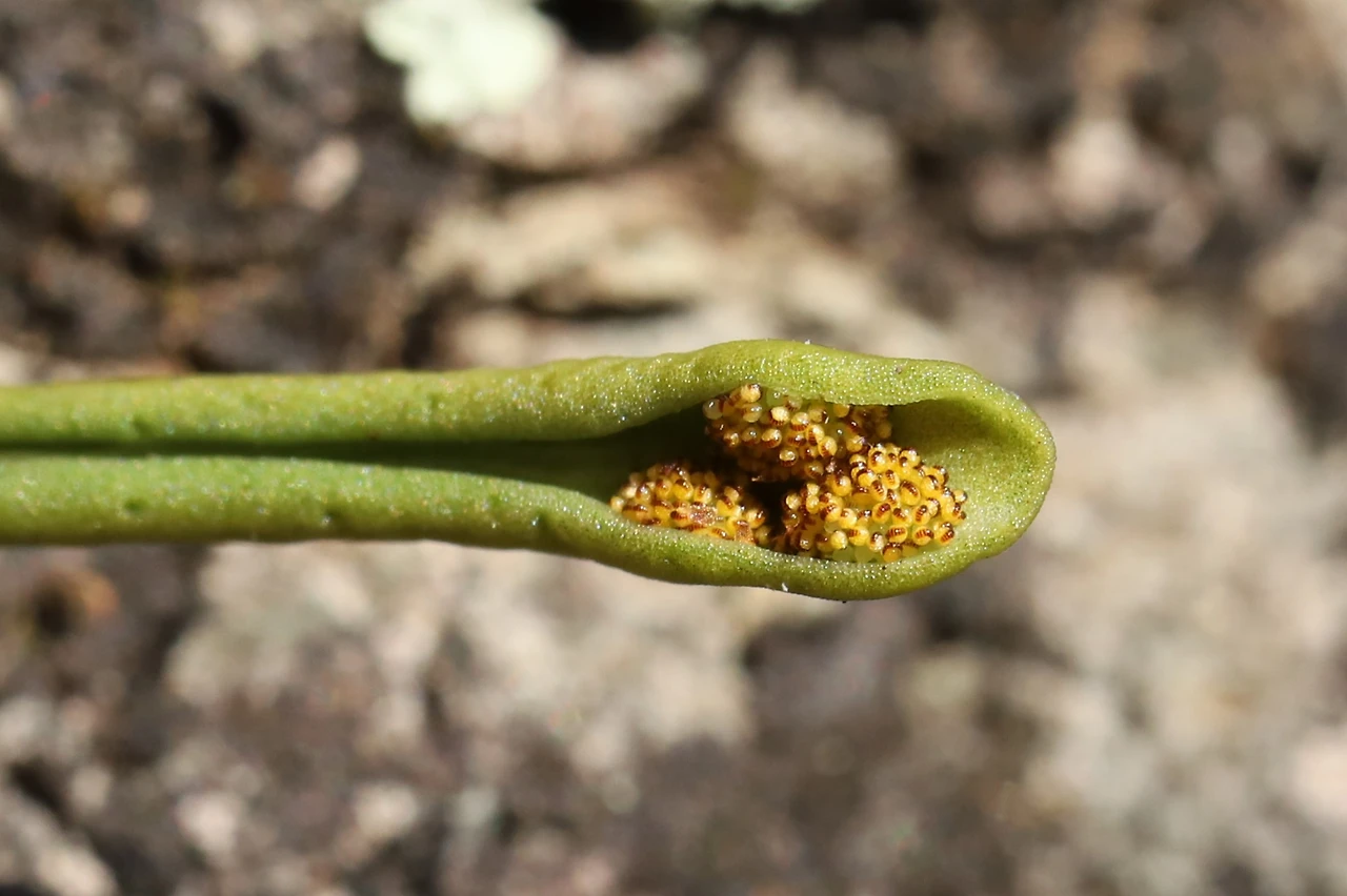 img.jpg?credential=yqXZFxpELC7KVnFOS48ylbz2pIh7yKj8&expires=1764514799&allow_ip=&allow_referer=&signature=3n%2BD8L9QIc5oCFd78L7nEWUYthE%3D