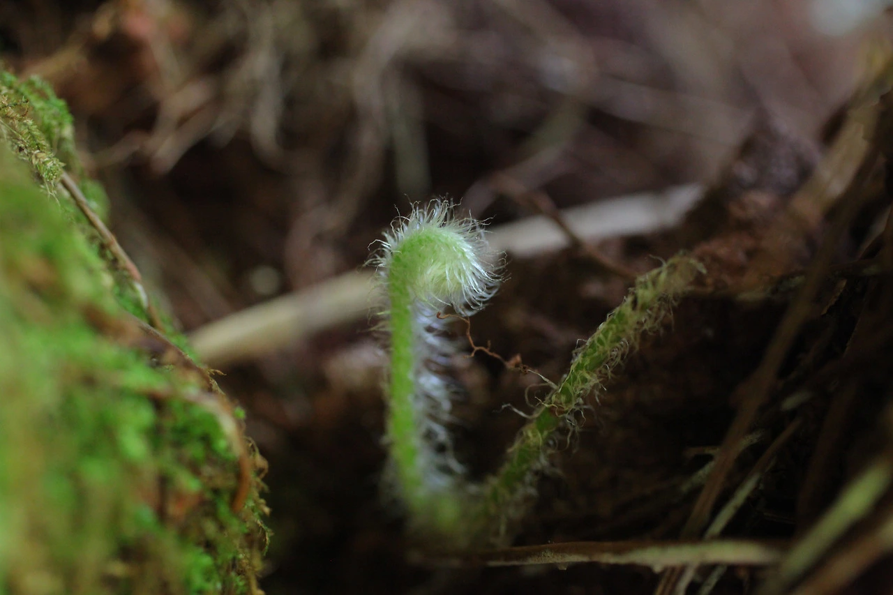 img.jpg?credential=yqXZFxpELC7KVnFOS48ylbz2pIh7yKj8&expires=1756652399&allow_ip=&allow_referer=&signature=fsAPF5qXc71elmRwCGA9uJOExEc%3D