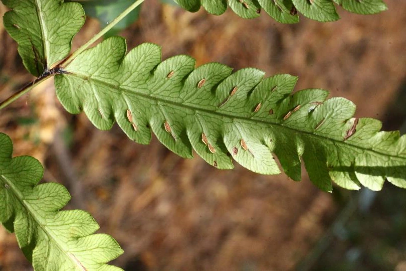 img.png?credential=yqXZFxpELC7KVnFOS48ylbz2pIh7yKj8&expires=1767193199&allow_ip=&allow_referer=&signature=XHNRYM5QoeROU5r3vRETiVQO07A%3D