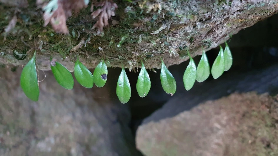 img.jpg?credential=yqXZFxpELC7KVnFOS48ylbz2pIh7yKj8&expires=1759244399&allow_ip=&allow_referer=&signature=SdVh54V6TFck6Ai1Hb4exRcdKaw%3D