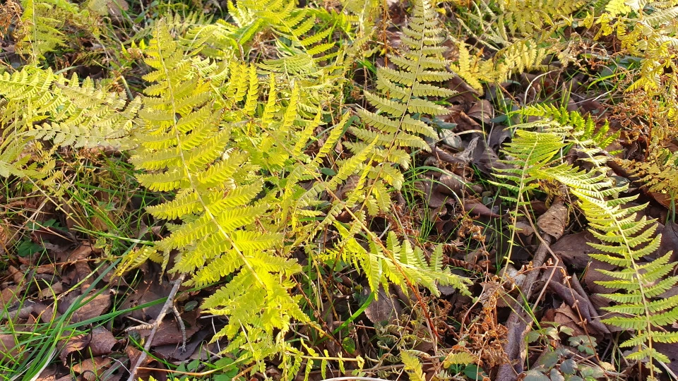 img.jpg?credential=yqXZFxpELC7KVnFOS48ylbz2pIh7yKj8&expires=1764514799&allow_ip=&allow_referer=&signature=%2F3xeYHzT%2Bjm7bFFJiLwnrXcuJHg%3D