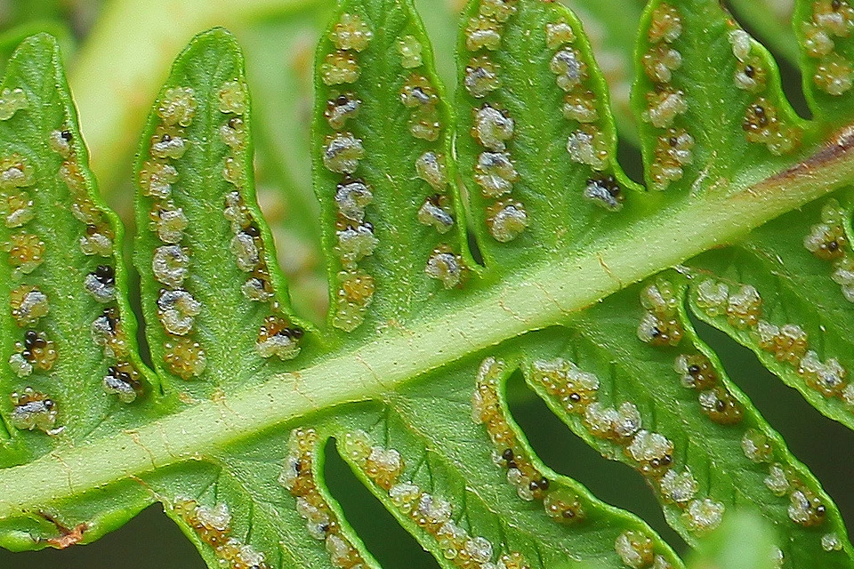 img.jpg?credential=yqXZFxpELC7KVnFOS48ylbz2pIh7yKj8&expires=1764514799&allow_ip=&allow_referer=&signature=ZnbnsPUxt8soe0o4%2Bav0zmCRvqQ%3D