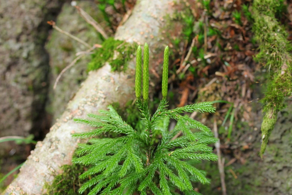 img.jpg?credential=yqXZFxpELC7KVnFOS48ylbz2pIh7yKj8&expires=1761922799&allow_ip=&allow_referer=&signature=ojzCm9Sdj3LrgCBxQLju6Y%2Fp9Yg%3D