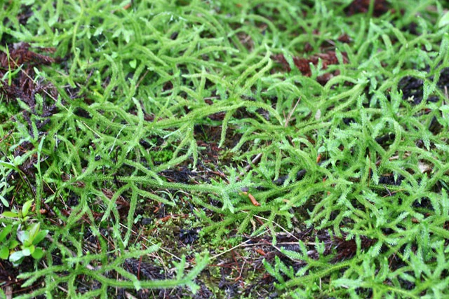 img.jpg?credential=yqXZFxpELC7KVnFOS48ylbz2pIh7yKj8&expires=1759244399&allow_ip=&allow_referer=&signature=oNkXjwHoAWB63A7Fh5U8ujIDA5U%3D