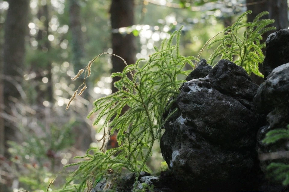 img.jpg?credential=yqXZFxpELC7KVnFOS48ylbz2pIh7yKj8&expires=1759244399&allow_ip=&allow_referer=&signature=AH7hRaNIAFu0Dwo%2BGCHV1GPVI7o%3D