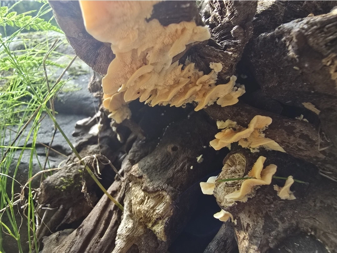 tfile.jpg?credential=yqXZFxpELC7KVnFOS48ylbz2pIh7yKj8&expires=1761922799&allow_ip=&allow_referer=&signature=67nbwbY%2BX2HqShMs64Ame2A8VFE%3D