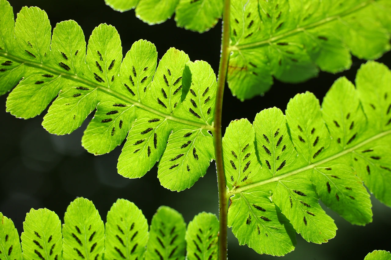 img.jpg?credential=yqXZFxpELC7KVnFOS48ylbz2pIh7yKj8&expires=1767193199&allow_ip=&allow_referer=&signature=yci5VX5NcDEa6Yp17gsuSASuiV0%3D