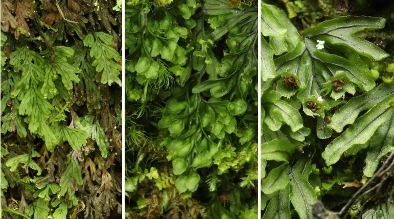 img.jpg?credential=yqXZFxpELC7KVnFOS48ylbz2pIh7yKj8&expires=1750737599&allow_ip=&allow_referer=&signature=GynKw2LRD%2BQ98v3dwPcOOJoCfW0%3D