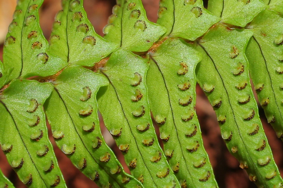 img.jpg?credential=yqXZFxpELC7KVnFOS48ylbz2pIh7yKj8&expires=1756652399&allow_ip=&allow_referer=&signature=G22b7p8LKCD8er%2BRni0p1B0zmlQ%3D