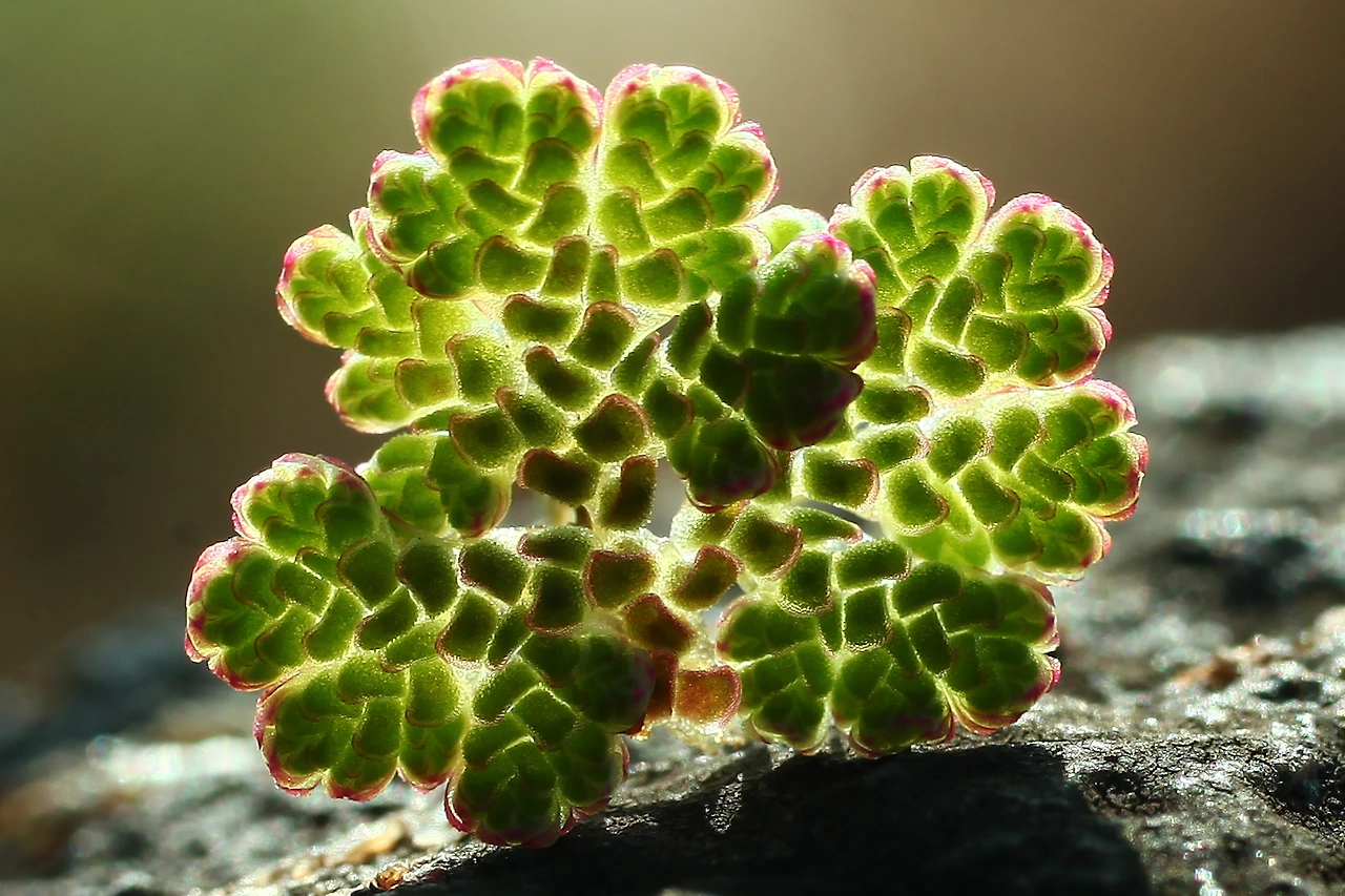 img.jpg?credential=yqXZFxpELC7KVnFOS48ylbz2pIh7yKj8&expires=1764514799&allow_ip=&allow_referer=&signature=tLYOvLFHG2CtapfVRftusuM1tDA%3D