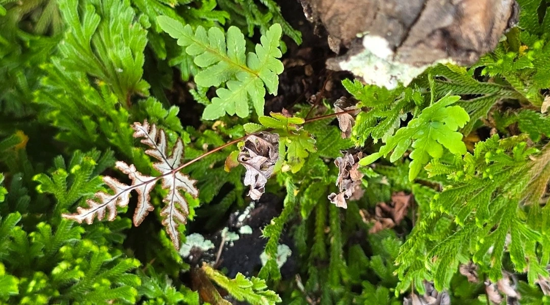 tfile.jpg?credential=yqXZFxpELC7KVnFOS48ylbz2pIh7yKj8&expires=1759244399&allow_ip=&allow_referer=&signature=YXWgo8XbGjlKgQi37hGoRTSMVAk%3D