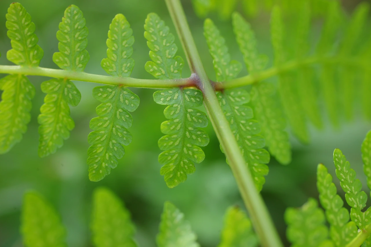 img.jpg?credential=yqXZFxpELC7KVnFOS48ylbz2pIh7yKj8&expires=1767193199&allow_ip=&allow_referer=&signature=7psuibyqoljVMlJz0wEw9amdUpU%3D