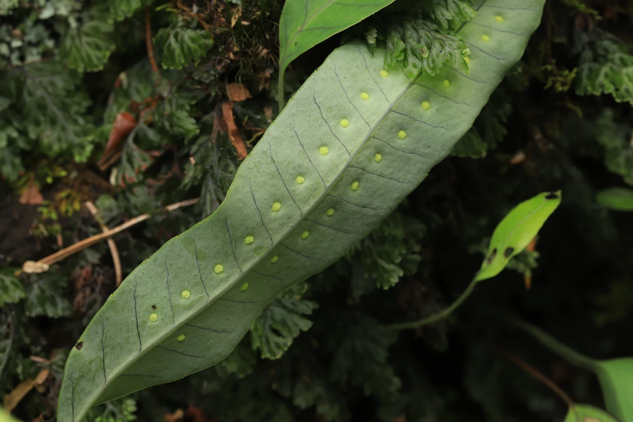 img.jpg?credential=yqXZFxpELC7KVnFOS48ylbz2pIh7yKj8&expires=1767193199&allow_ip=&allow_referer=&signature=DVgFD1vHsdYZwlDkvOvwzb81sEQ%3D