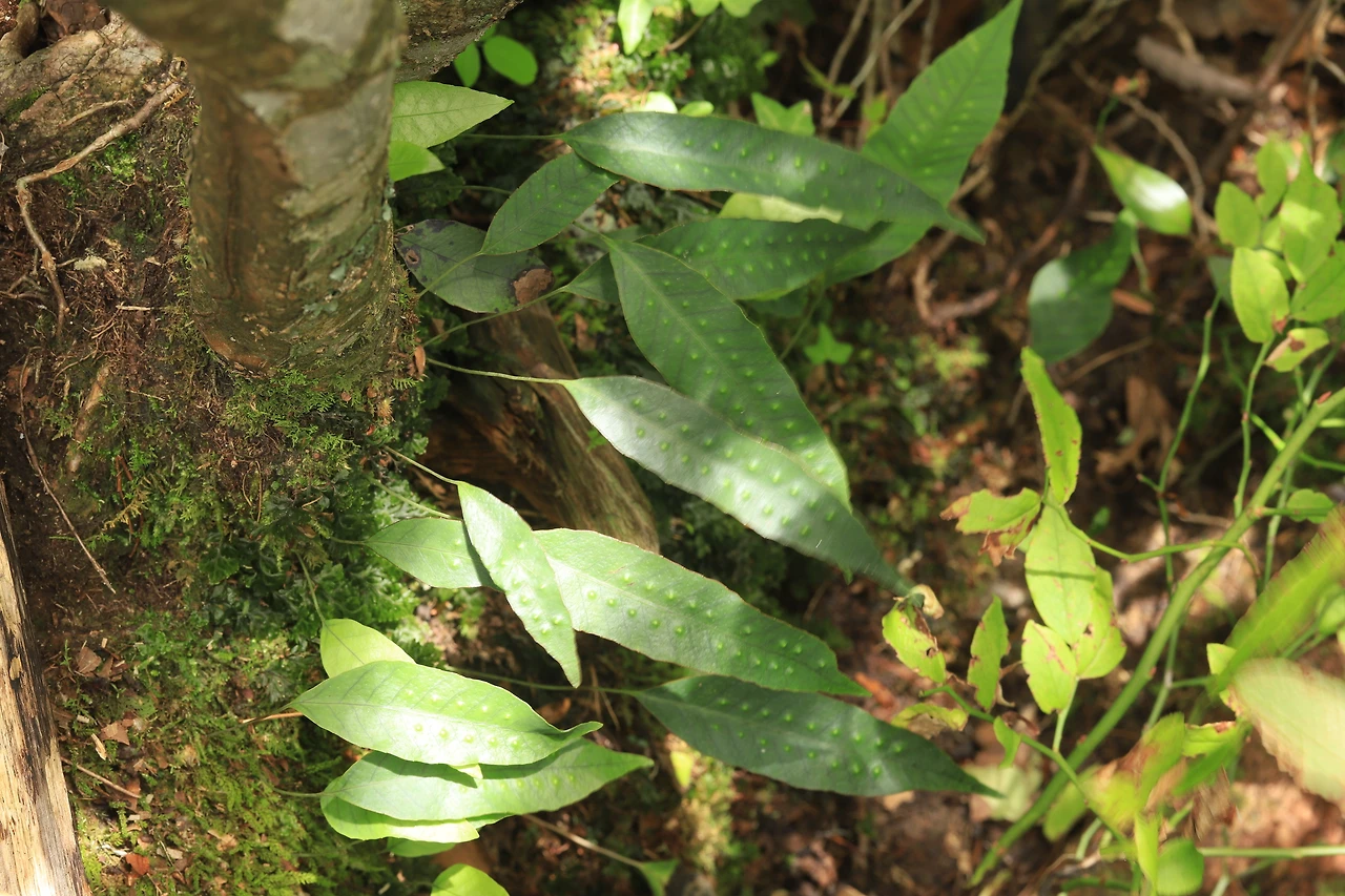 img.jpg?credential=yqXZFxpELC7KVnFOS48ylbz2pIh7yKj8&expires=1767193199&allow_ip=&allow_referer=&signature=UbZx8%2BEI8woiTzvJBMkmiH%2Boc84%3D