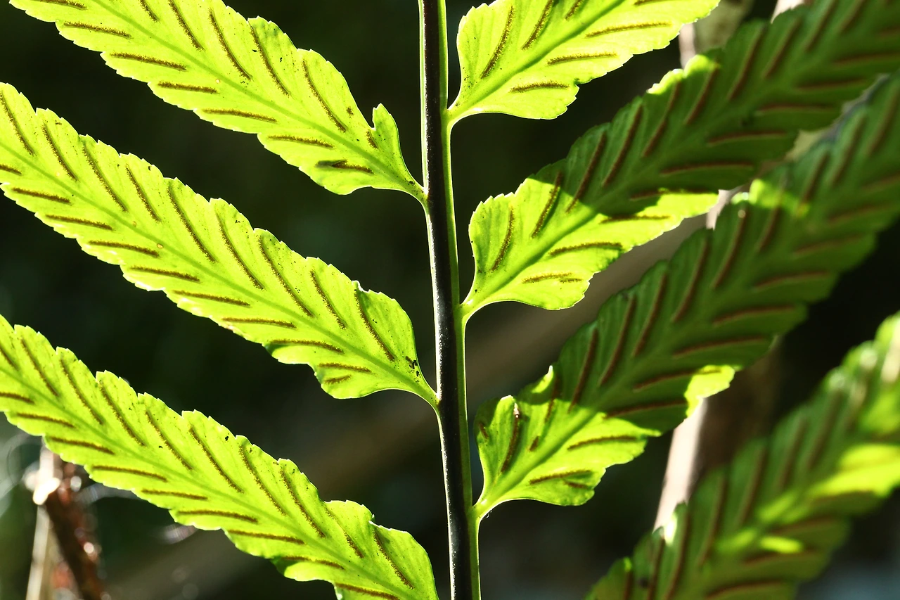 img.jpg?credential=yqXZFxpELC7KVnFOS48ylbz2pIh7yKj8&expires=1756652399&allow_ip=&allow_referer=&signature=aJZVVu0FCq%2B4YNZ7M3jaacI4bI0%3D