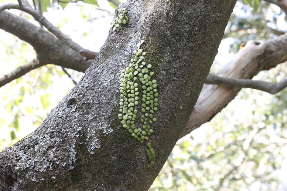 img.jpg?credential=yqXZFxpELC7KVnFOS48ylbz2pIh7yKj8&expires=1759244399&allow_ip=&allow_referer=&signature=oTZ1HOecdt9THYSj114unCQTyVs%3D