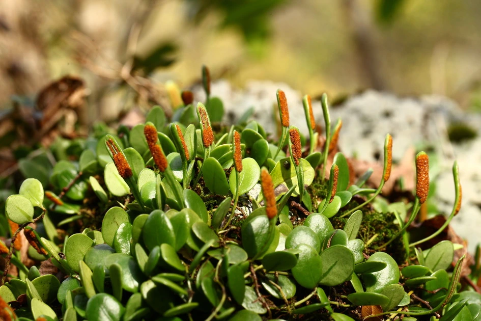 img.jpg?credential=yqXZFxpELC7KVnFOS48ylbz2pIh7yKj8&expires=1759244399&allow_ip=&allow_referer=&signature=wzYM%2BTibnQjx6Gr%2B2Td6QRbLaqA%3D