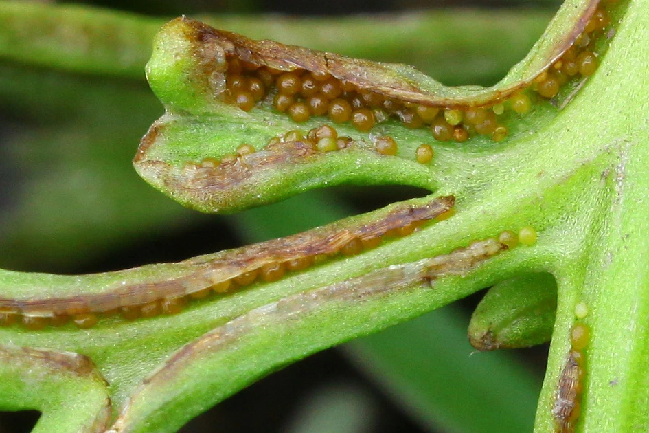 img.jpg?credential=yqXZFxpELC7KVnFOS48ylbz2pIh7yKj8&expires=1764514799&allow_ip=&allow_referer=&signature=AhvfdW9nXJqN8Fh2LDiMvPdkVw0%3D