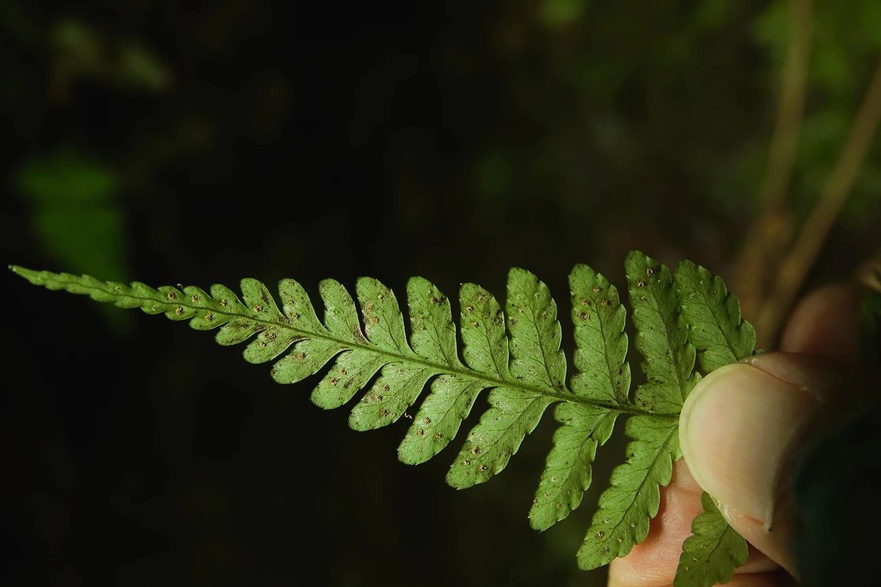 img.jpg?credential=yqXZFxpELC7KVnFOS48ylbz2pIh7yKj8&expires=1769871599&allow_ip=&allow_referer=&signature=H0AhRFIljCBjaIDvUOpSyx3FymE%3D