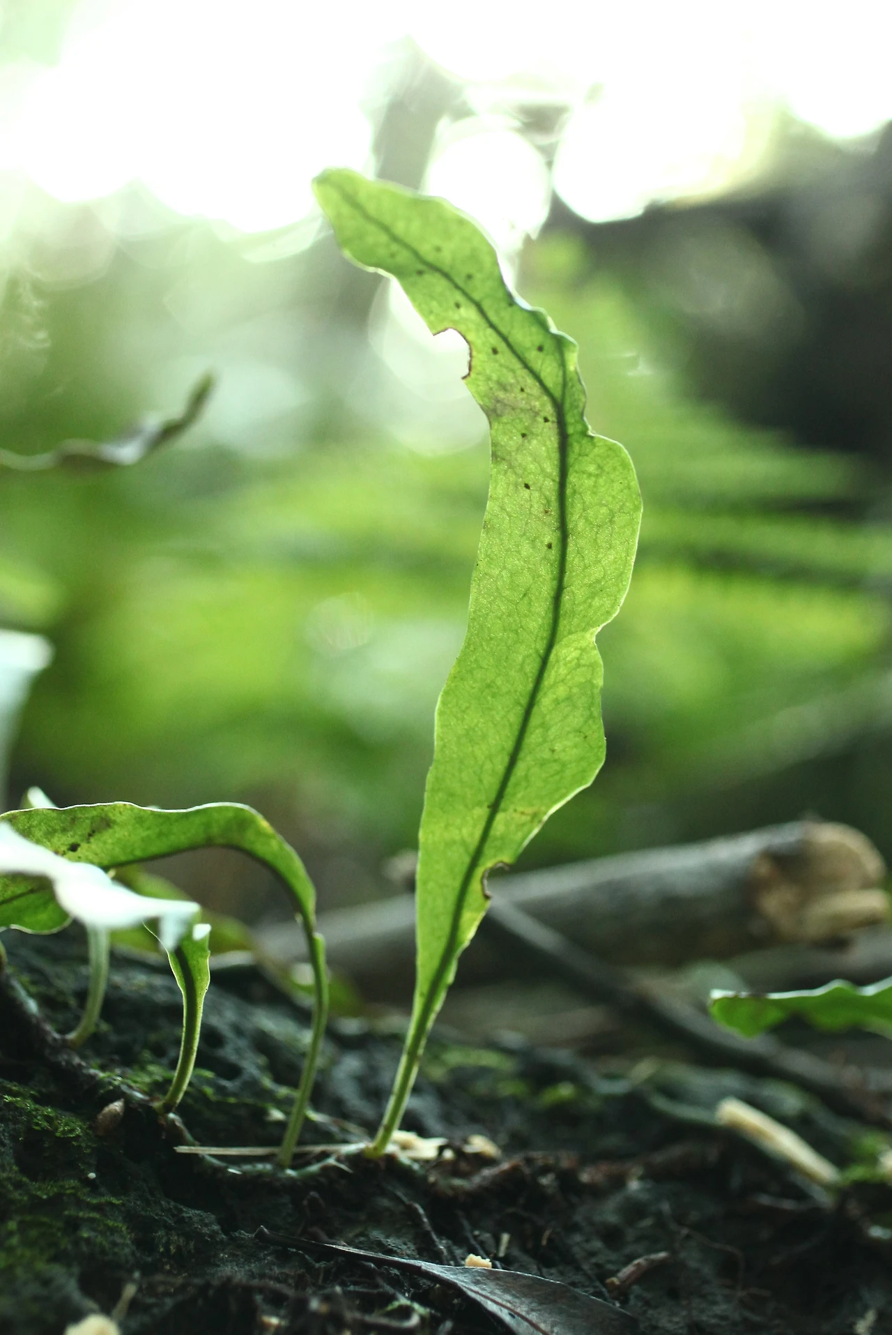 img.jpg?credential=yqXZFxpELC7KVnFOS48ylbz2pIh7yKj8&expires=1769871599&allow_ip=&allow_referer=&signature=Vws3ZHt90gb4FFHM6FBoo1oMgFs%3D