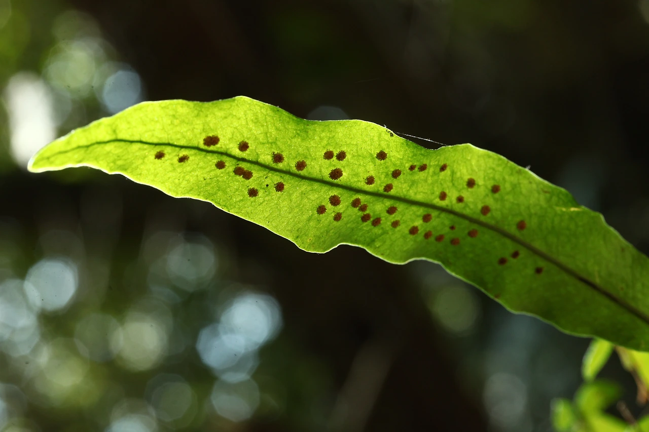 img.jpg?credential=yqXZFxpELC7KVnFOS48ylbz2pIh7yKj8&expires=1769871599&allow_ip=&allow_referer=&signature=wwsuYSdqIC1yhXtJ4L7KALWY67c%3D