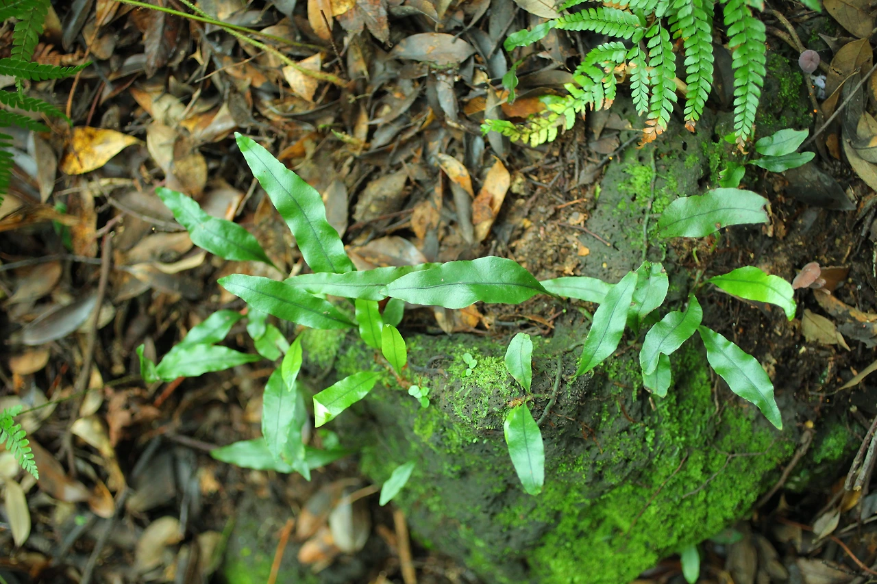 img.jpg?credential=yqXZFxpELC7KVnFOS48ylbz2pIh7yKj8&expires=1769871599&allow_ip=&allow_referer=&signature=JySkPopTvXmykEmy4E9Y03bOdeA%3D